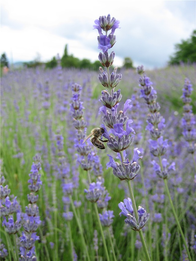 lavanda